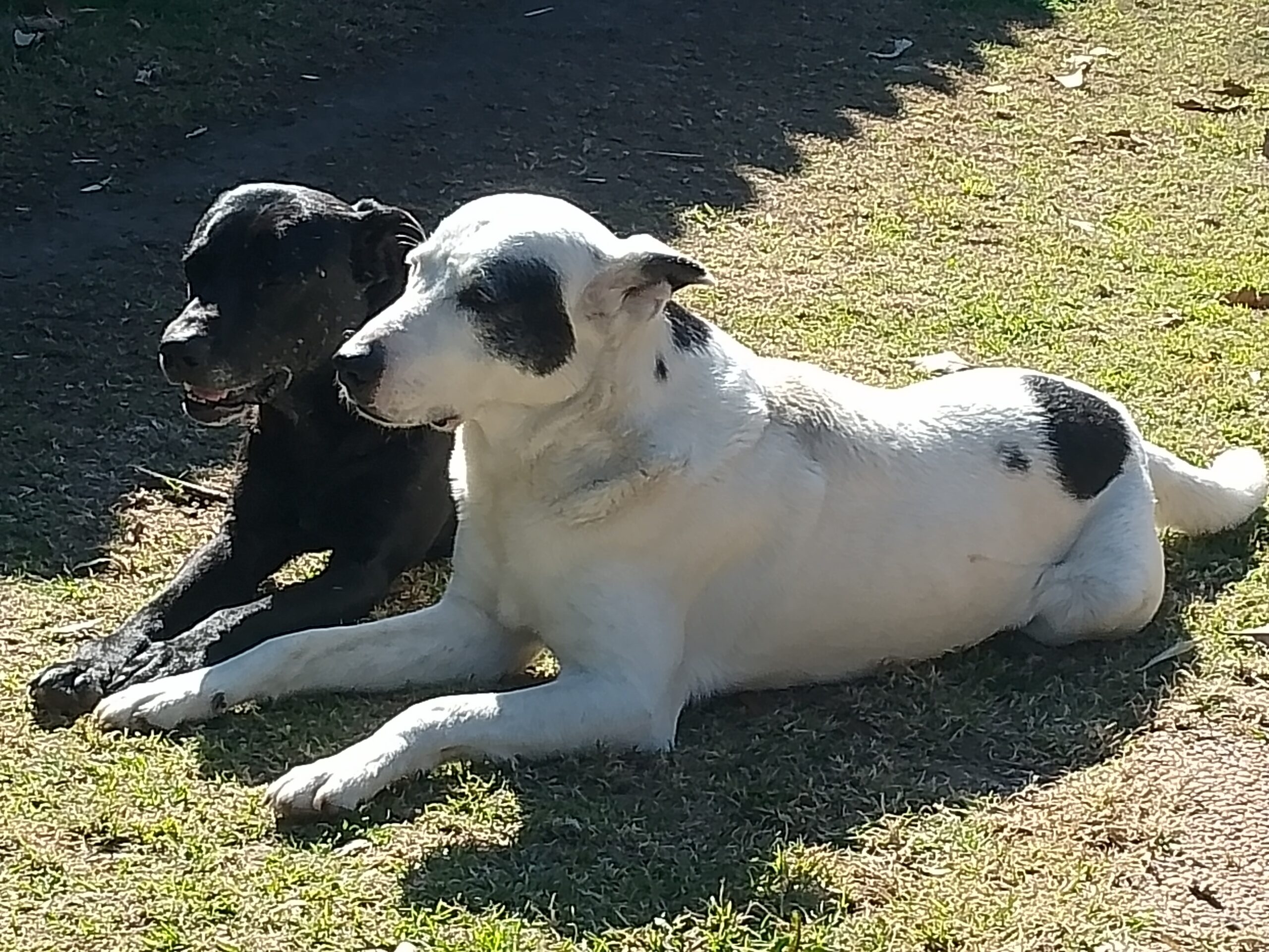 Roberto Luis Vigliocco